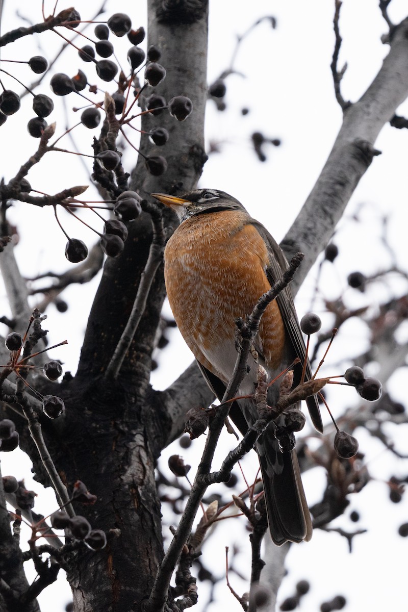 vandretrost - ML646025052