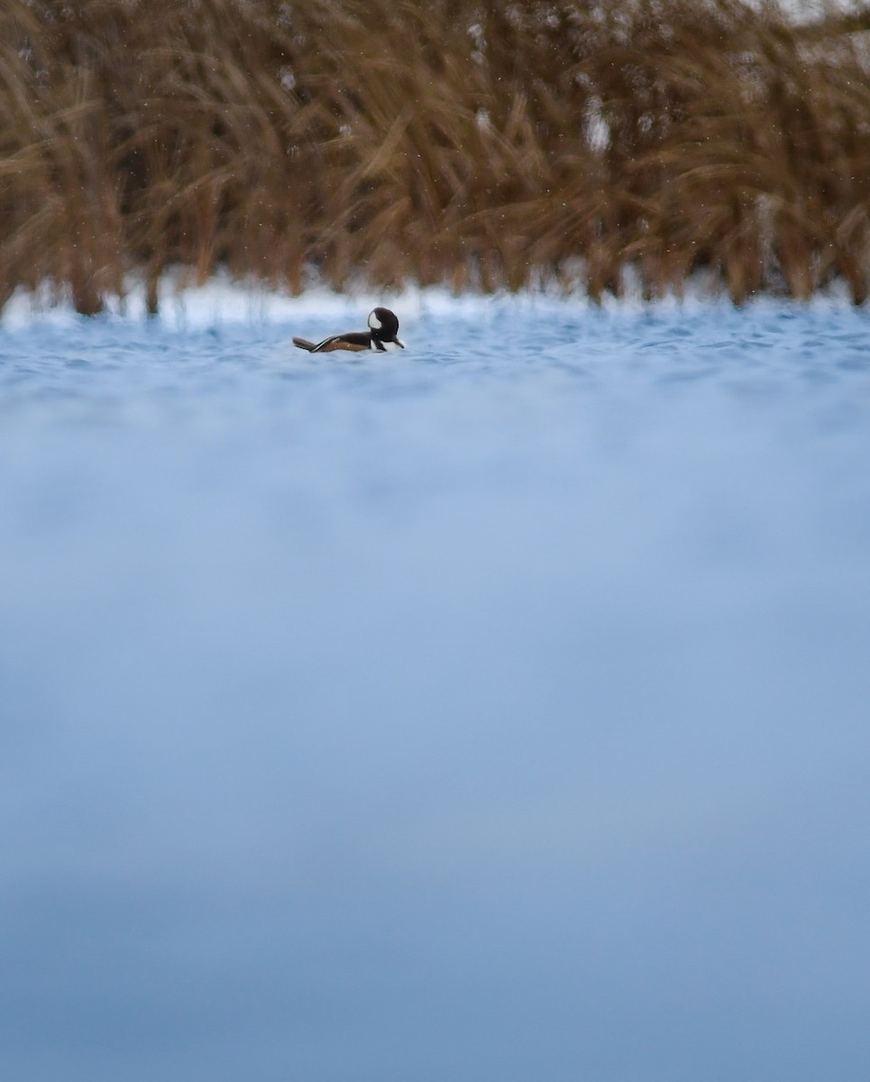 hjelmfiskand - ML646025053