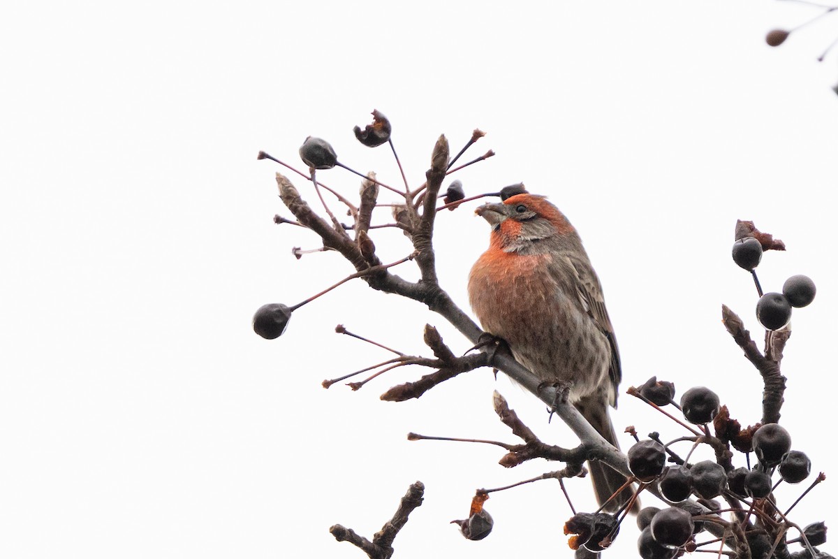 husrosenfink - ML646025058