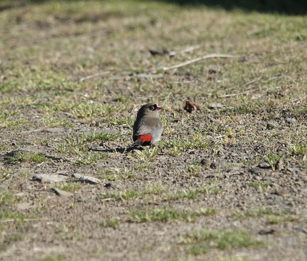 bandittastrild - ML646025060