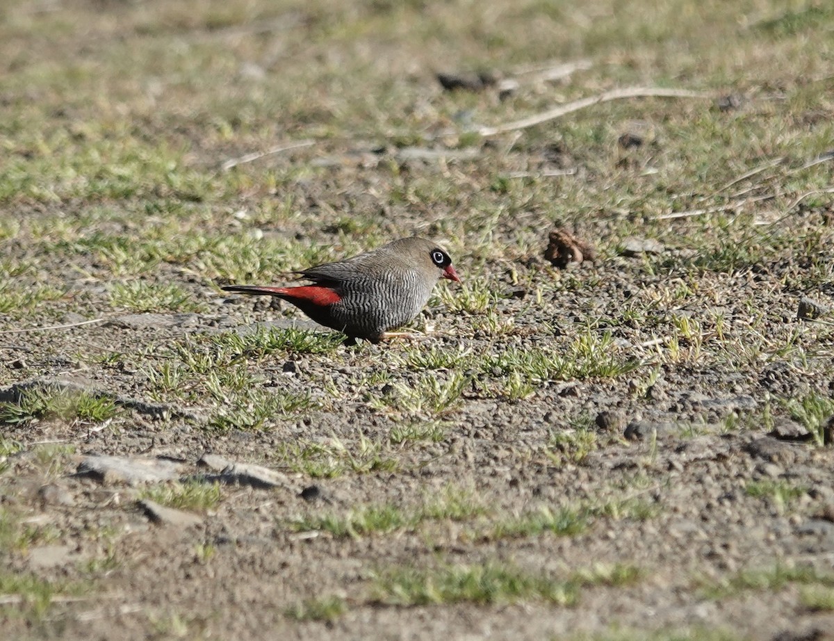 bandittastrild - ML646025062