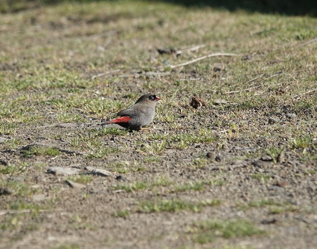 bandittastrild - ML646025064