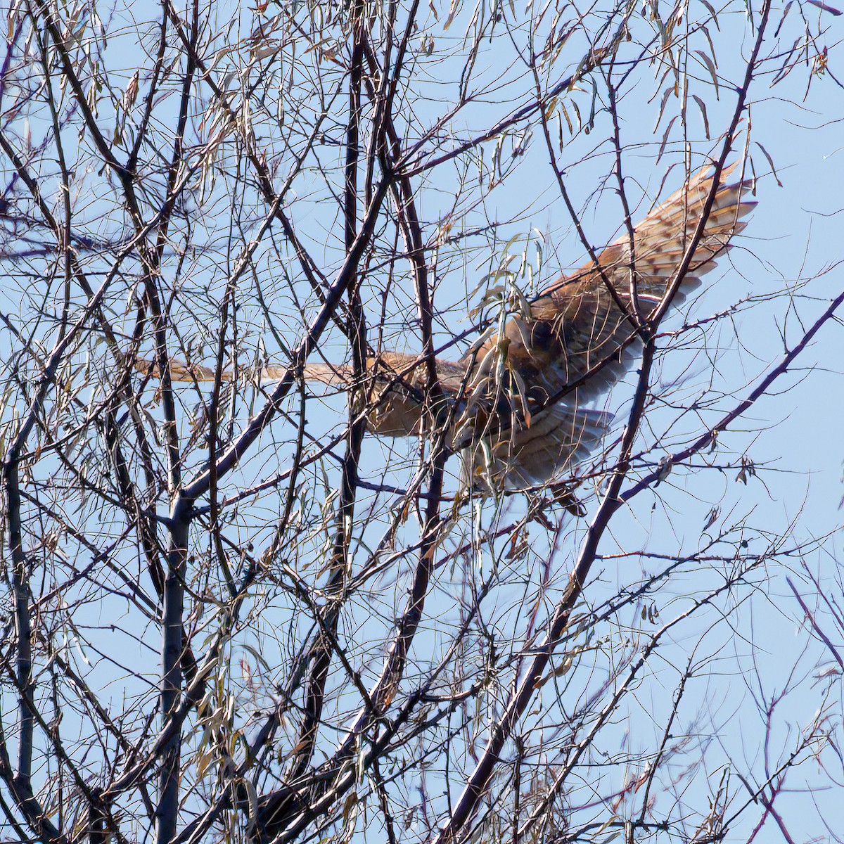 sova americká - ML646025066