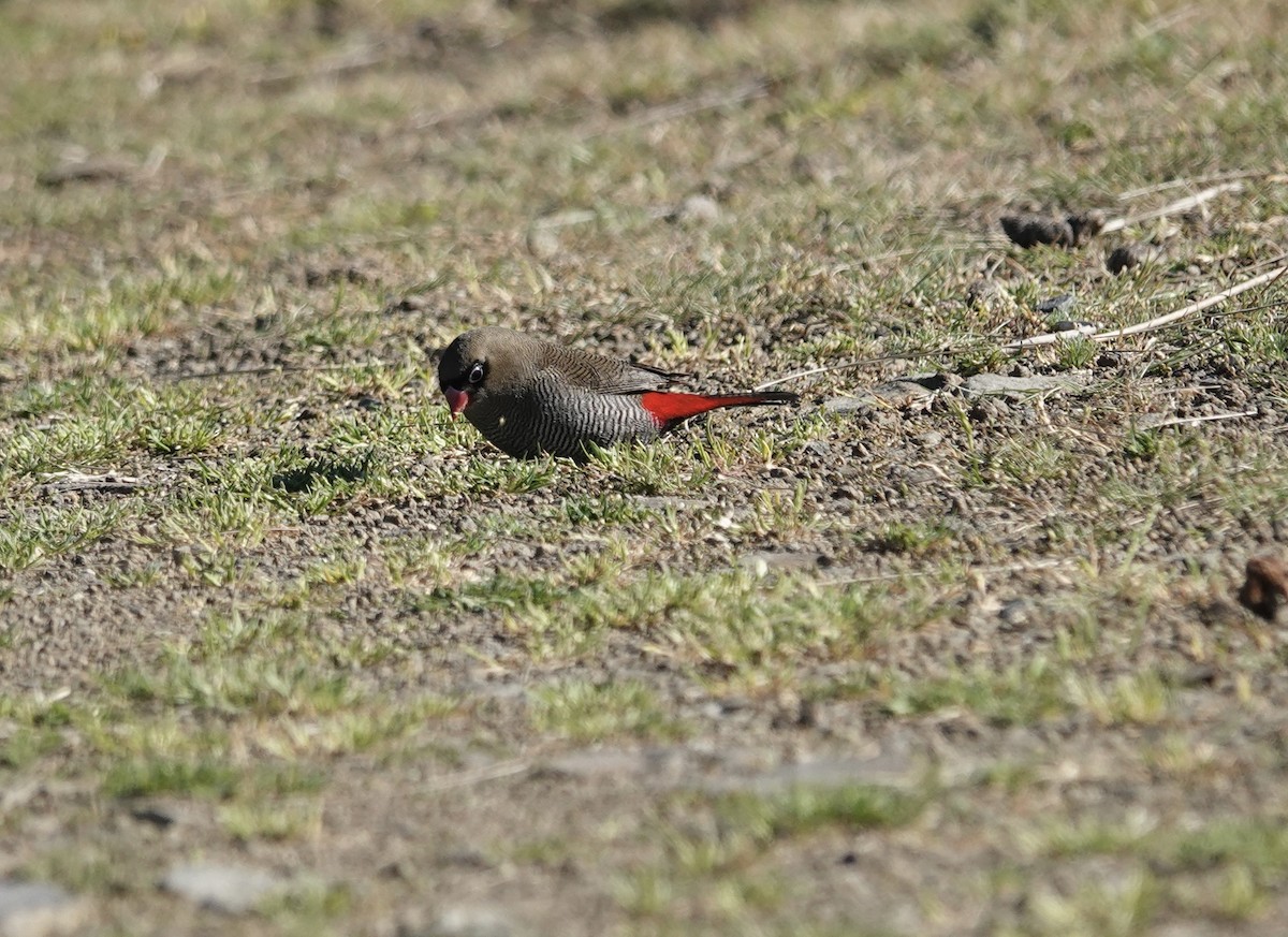 bandittastrild - ML646025067