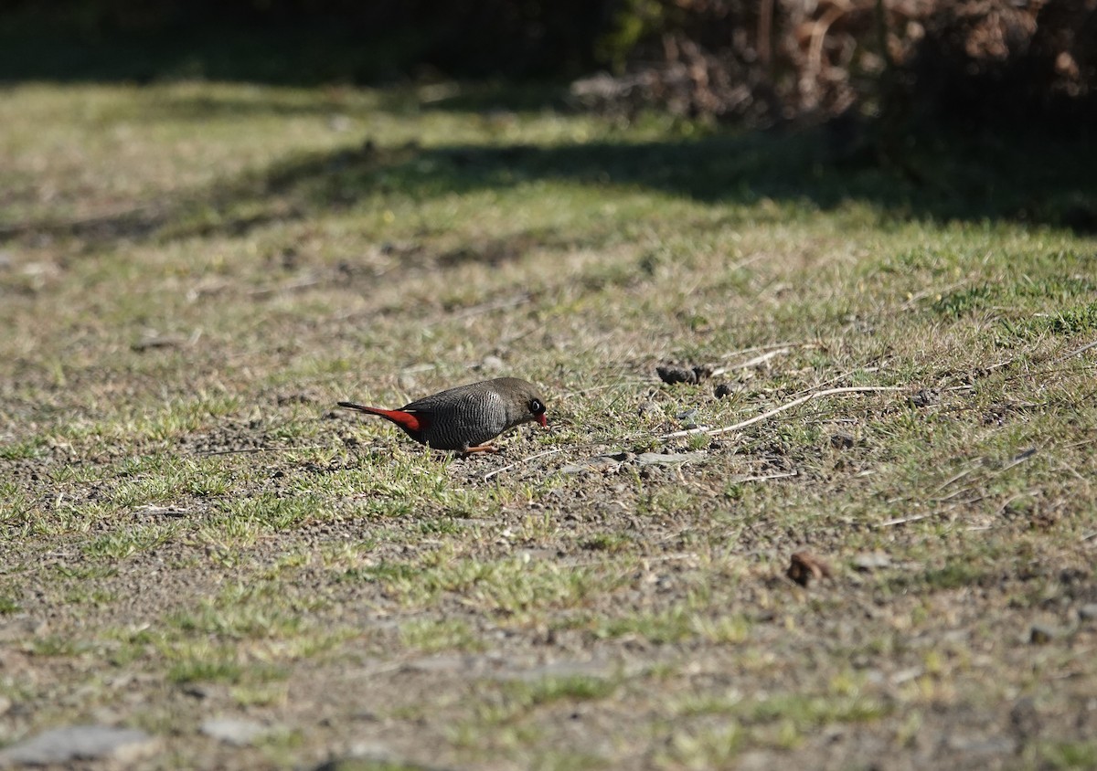 bandittastrild - ML646025069