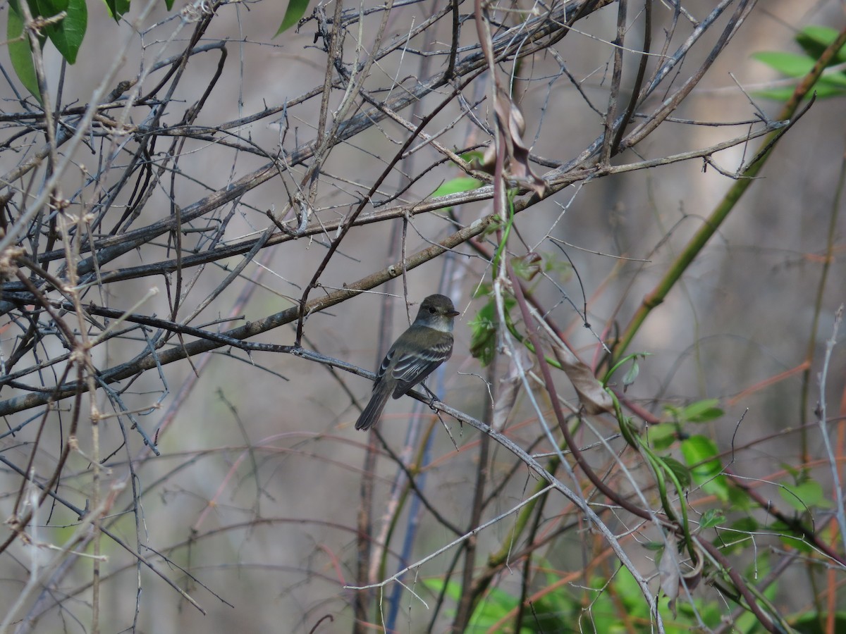 Blasskehl-Schnäppertyrann - ML646025071