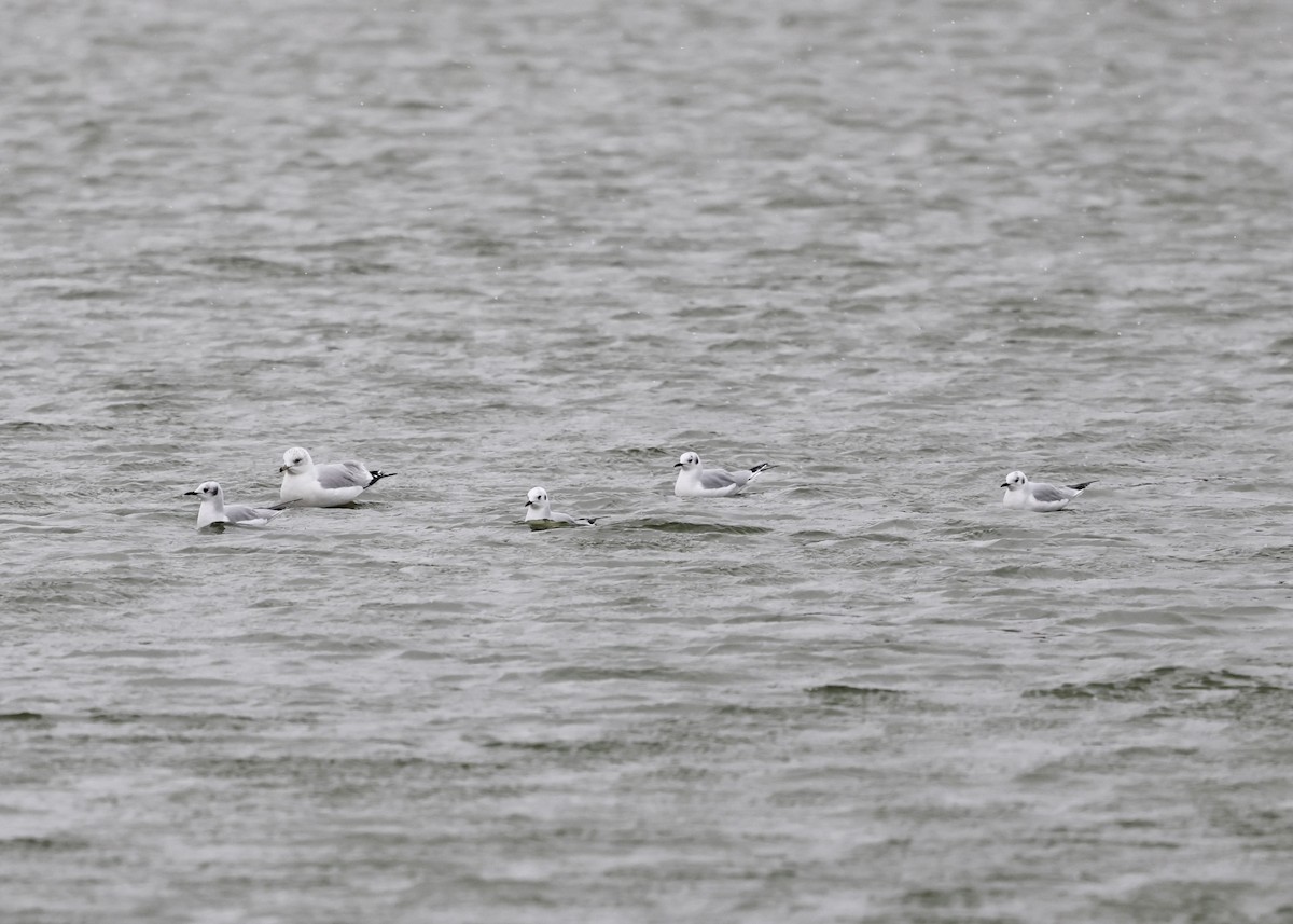 kanadahettemåke - ML646025072