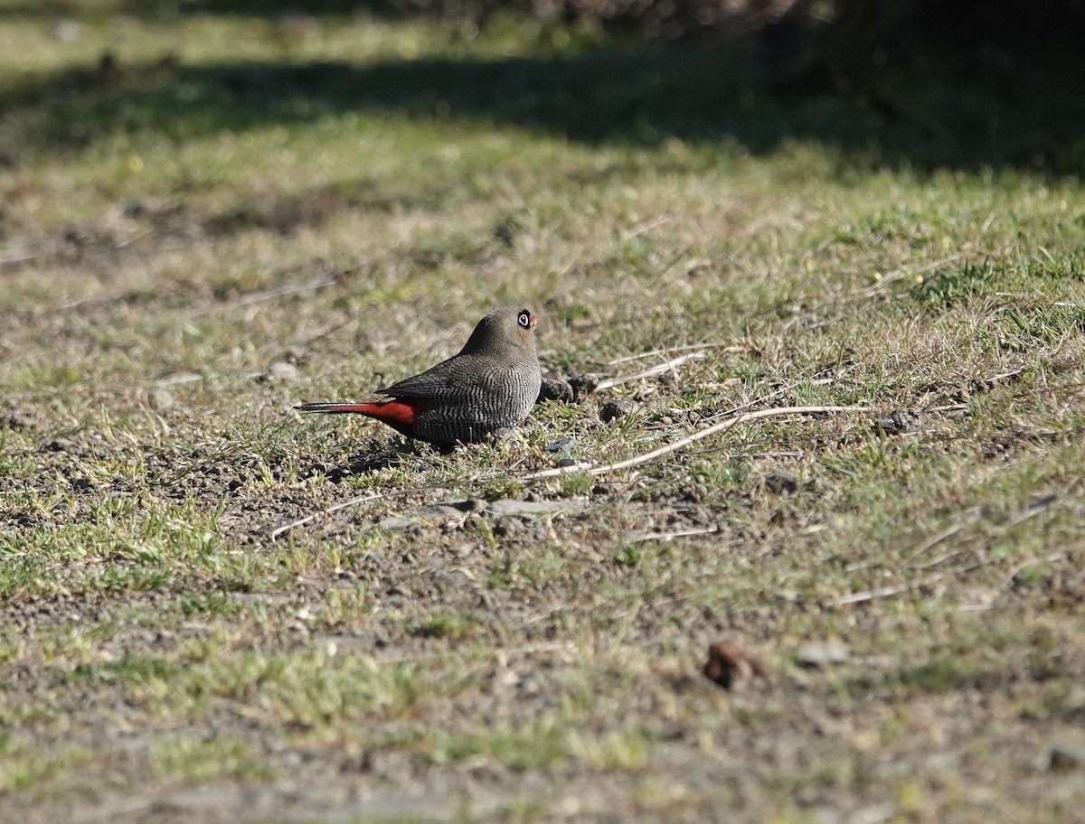 bandittastrild - ML646025073