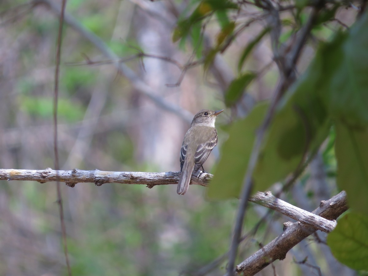 Blasskehl-Schnäppertyrann - ML646025078