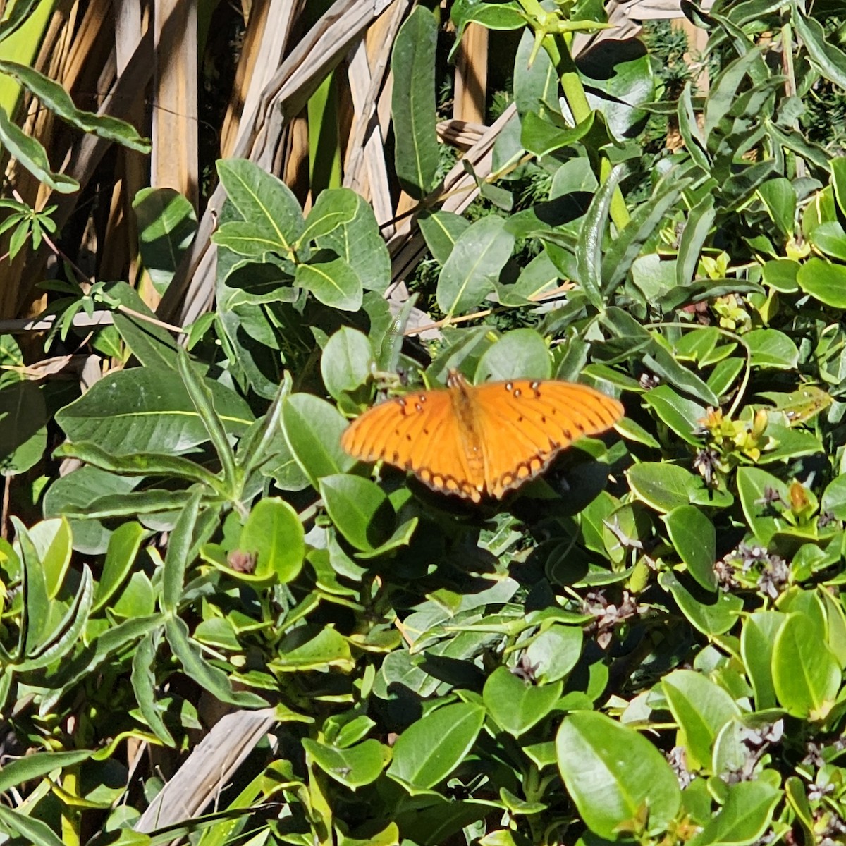 Gulf Fritillary - ML646025079