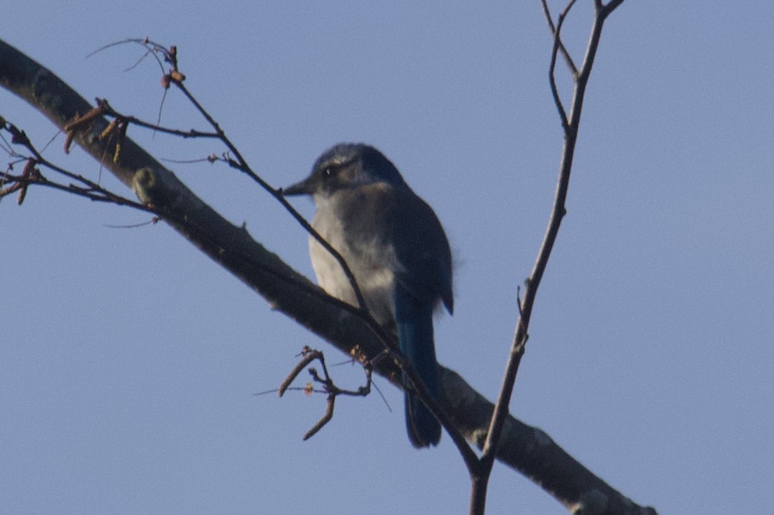 California Scrub-Jay - ML646025082
