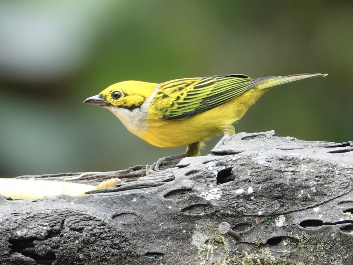 Silver-throated Tanager - ML646025084