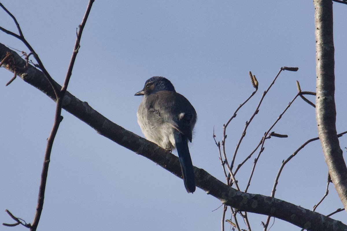 California Scrub-Jay - ML646025085