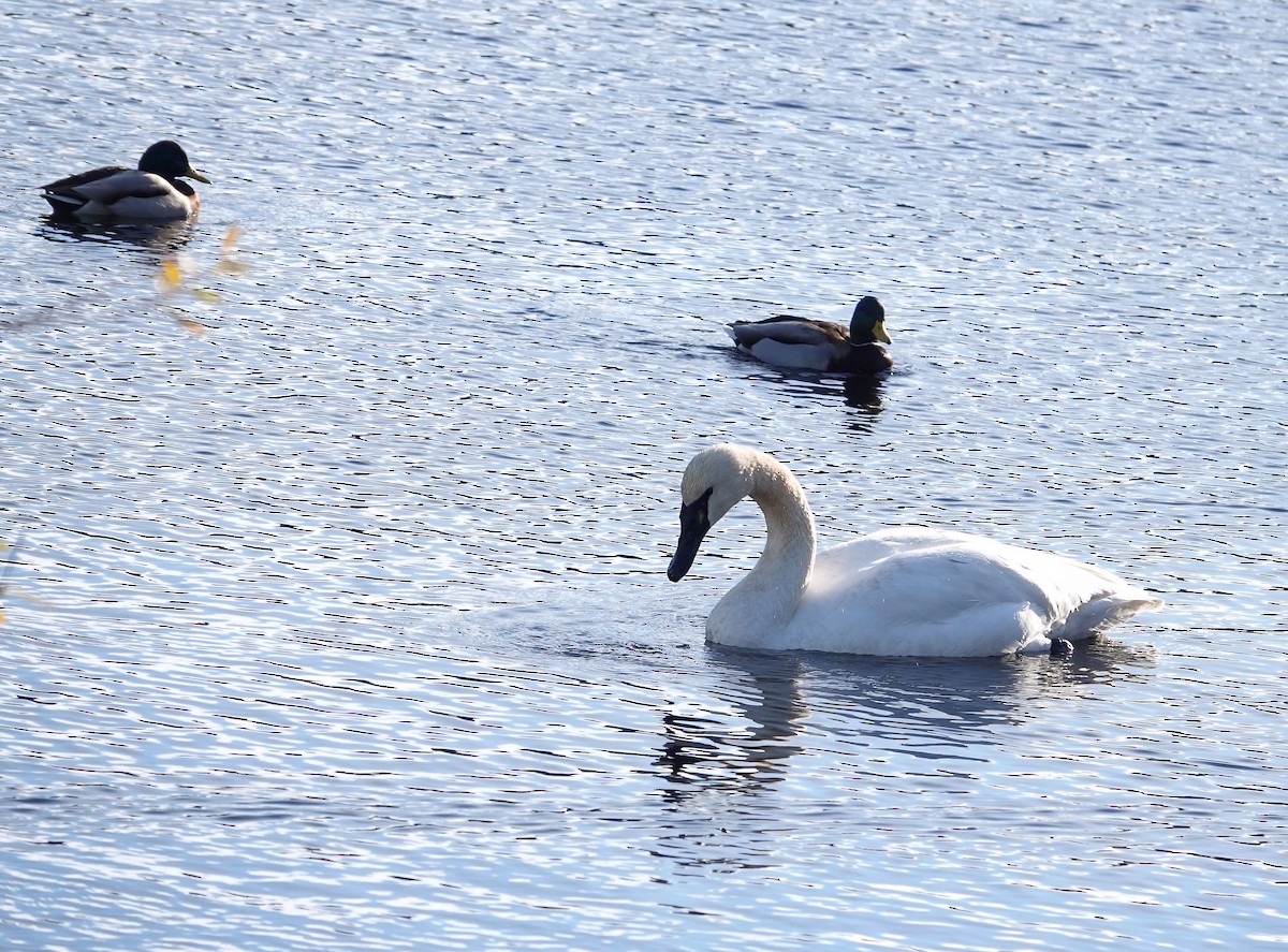 Trumpeter Swan - ML646025086