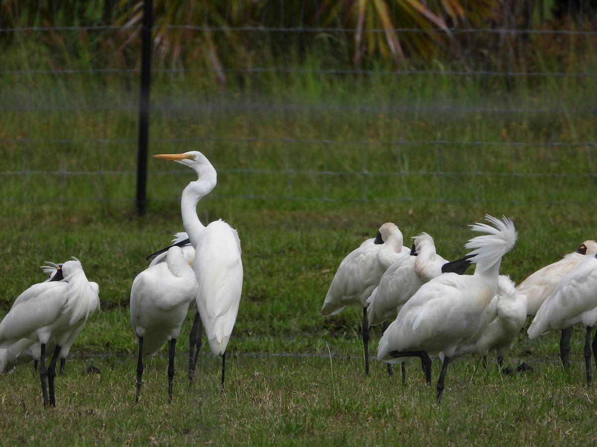 volavka bílá - ML646025090