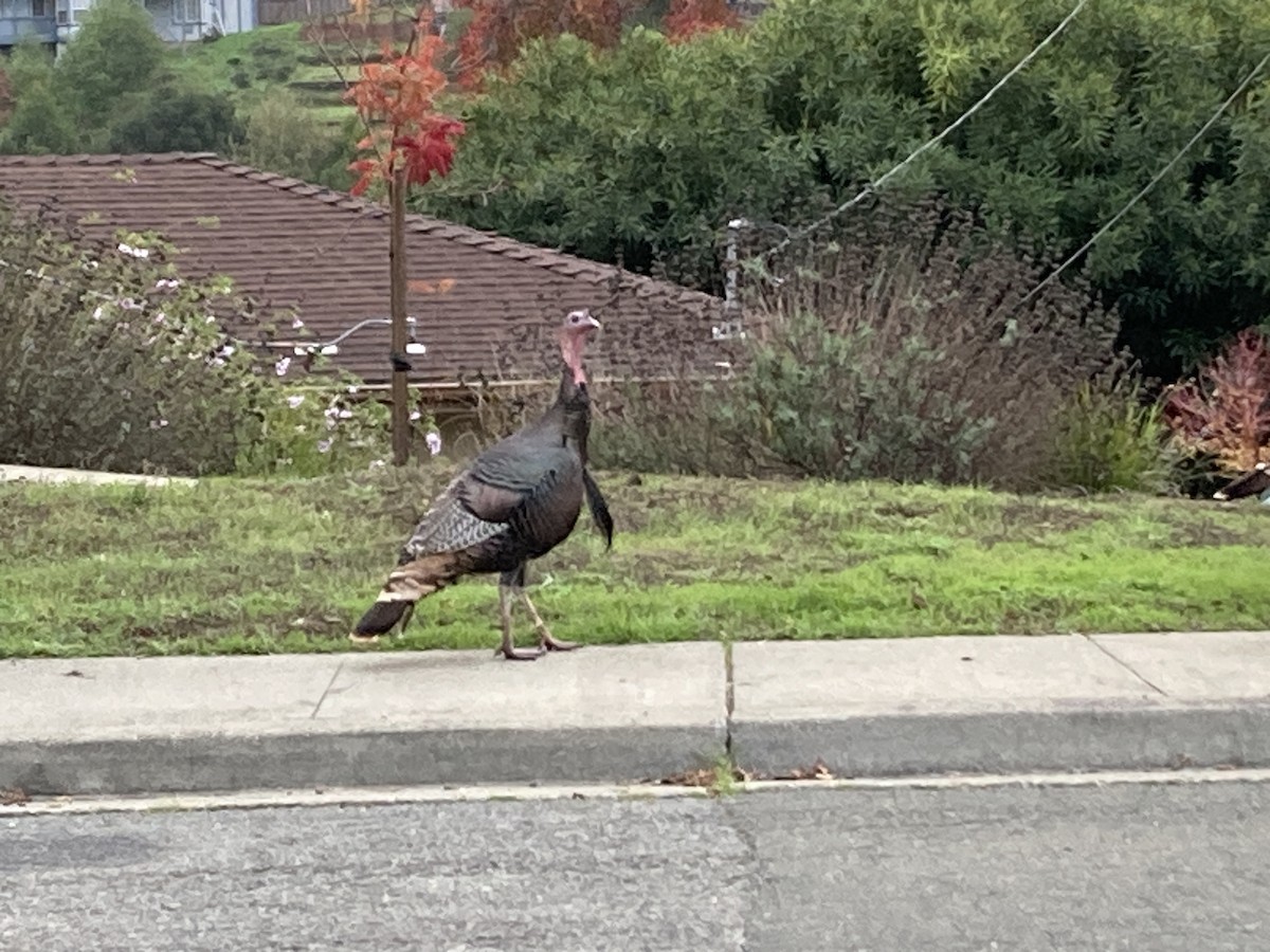 Wild Turkey - ML646025095