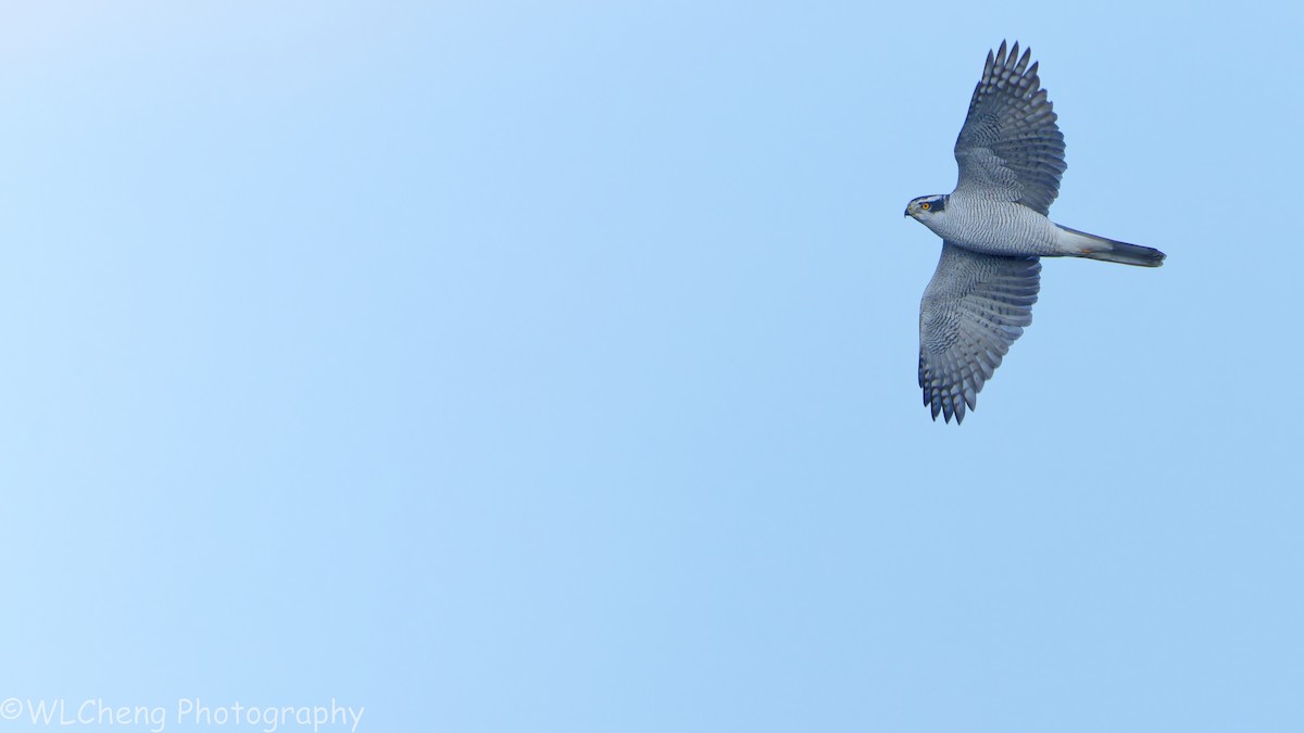 Eurasian Goshawk - ML646025097
