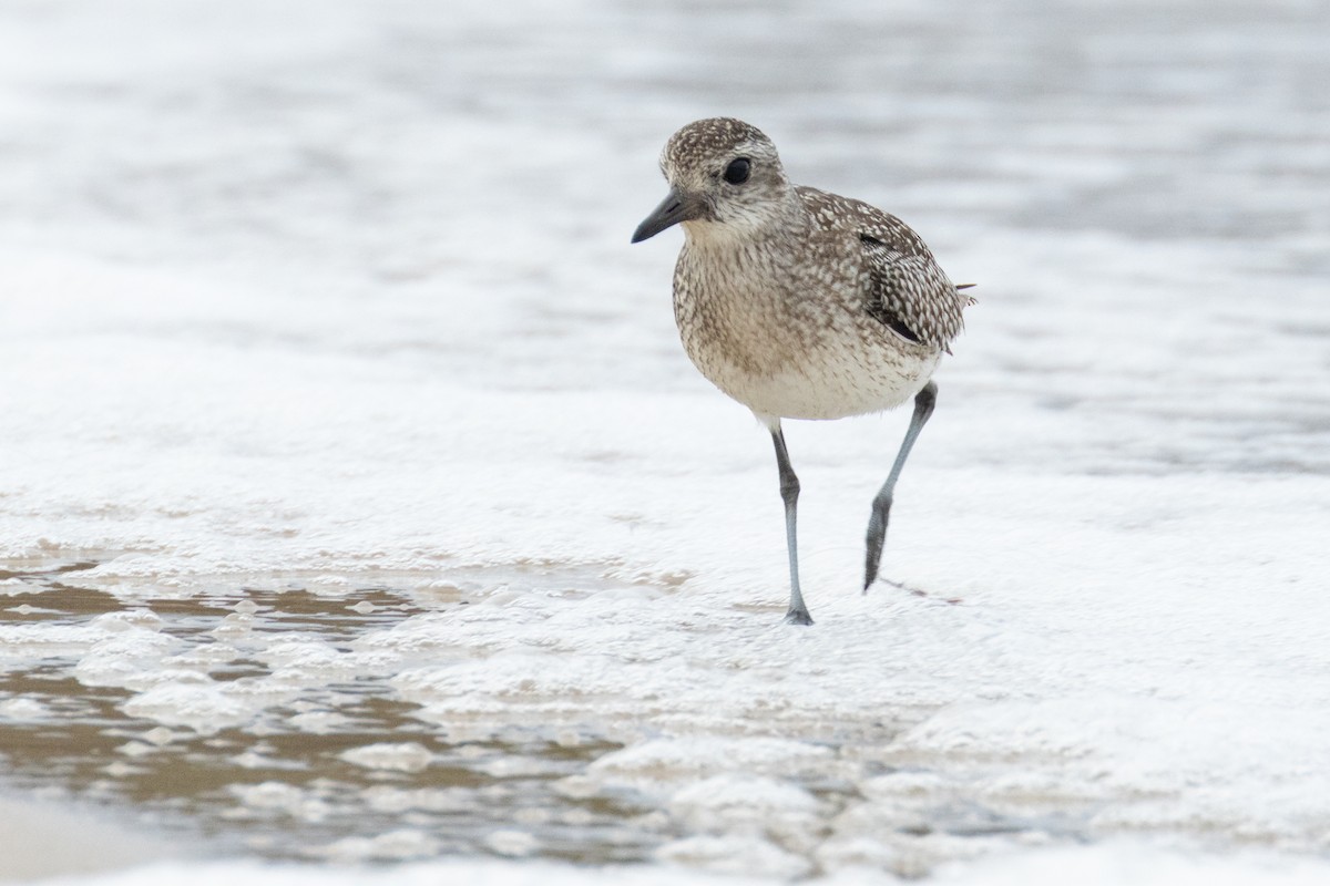 ダイゼン - ML646025099