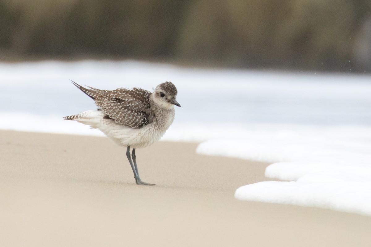 ダイゼン - ML646025100