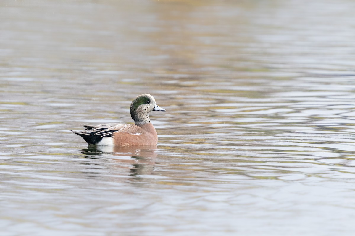 American Wigeon - ML646025107