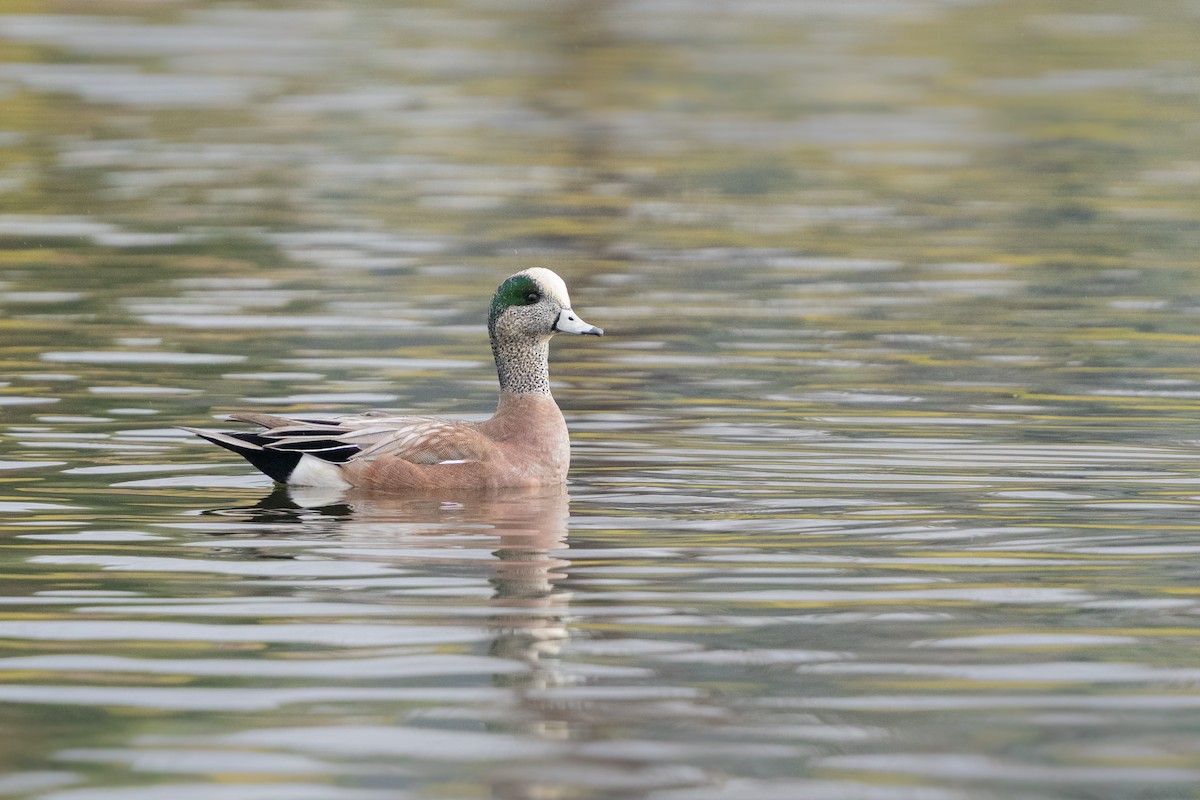 American Wigeon - ML646025108