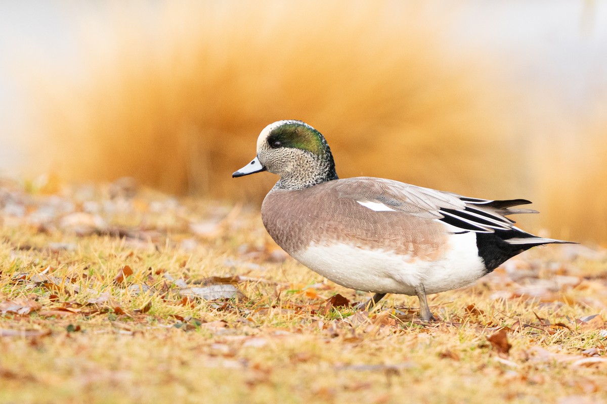 American Wigeon - ML646025110