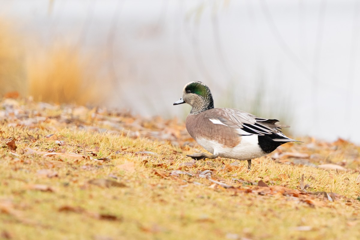 American Wigeon - ML646025112
