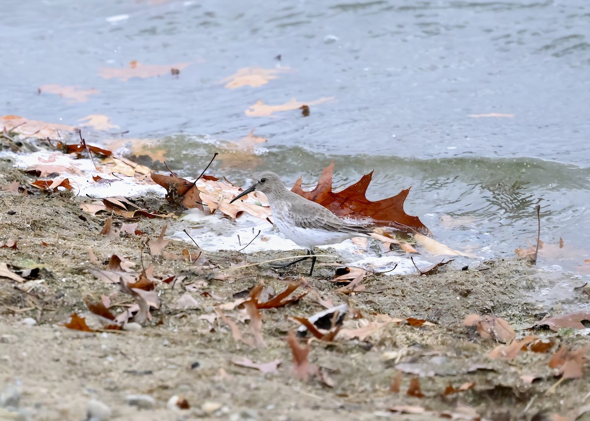 Dunlin - ML646025114