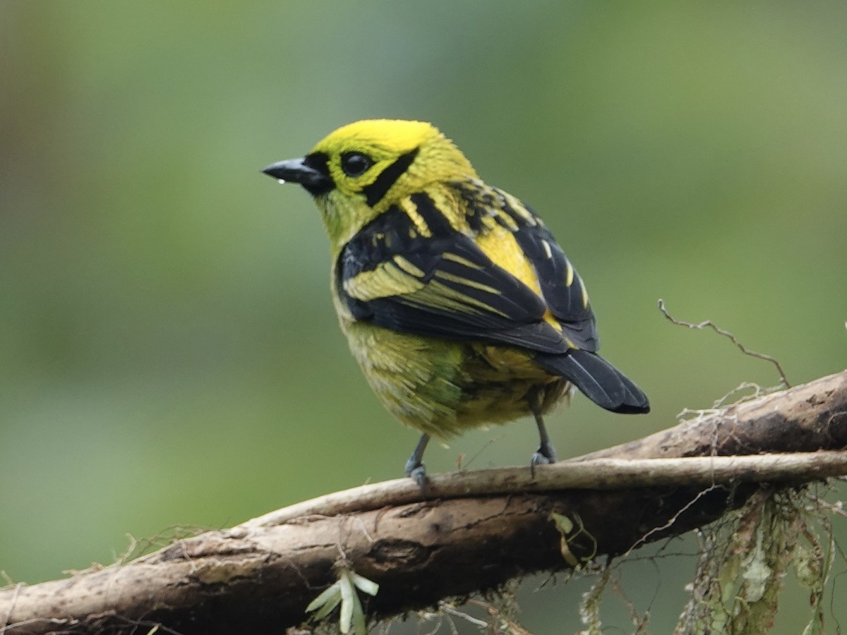 Emerald Tanager - ML646025115