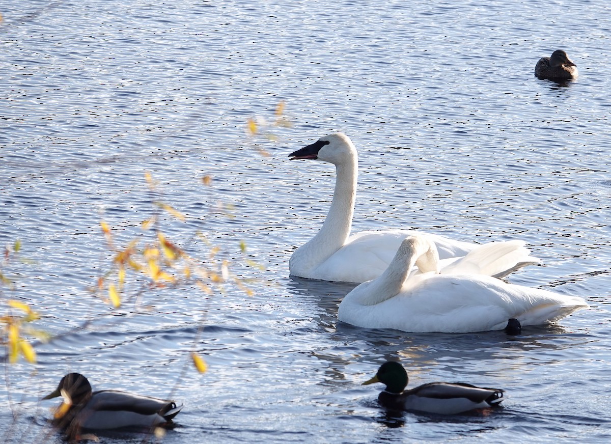 Trumpeter Swan - ML646025124