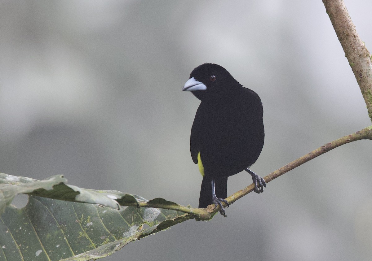 Flame-rumped Tanager - ML646025128