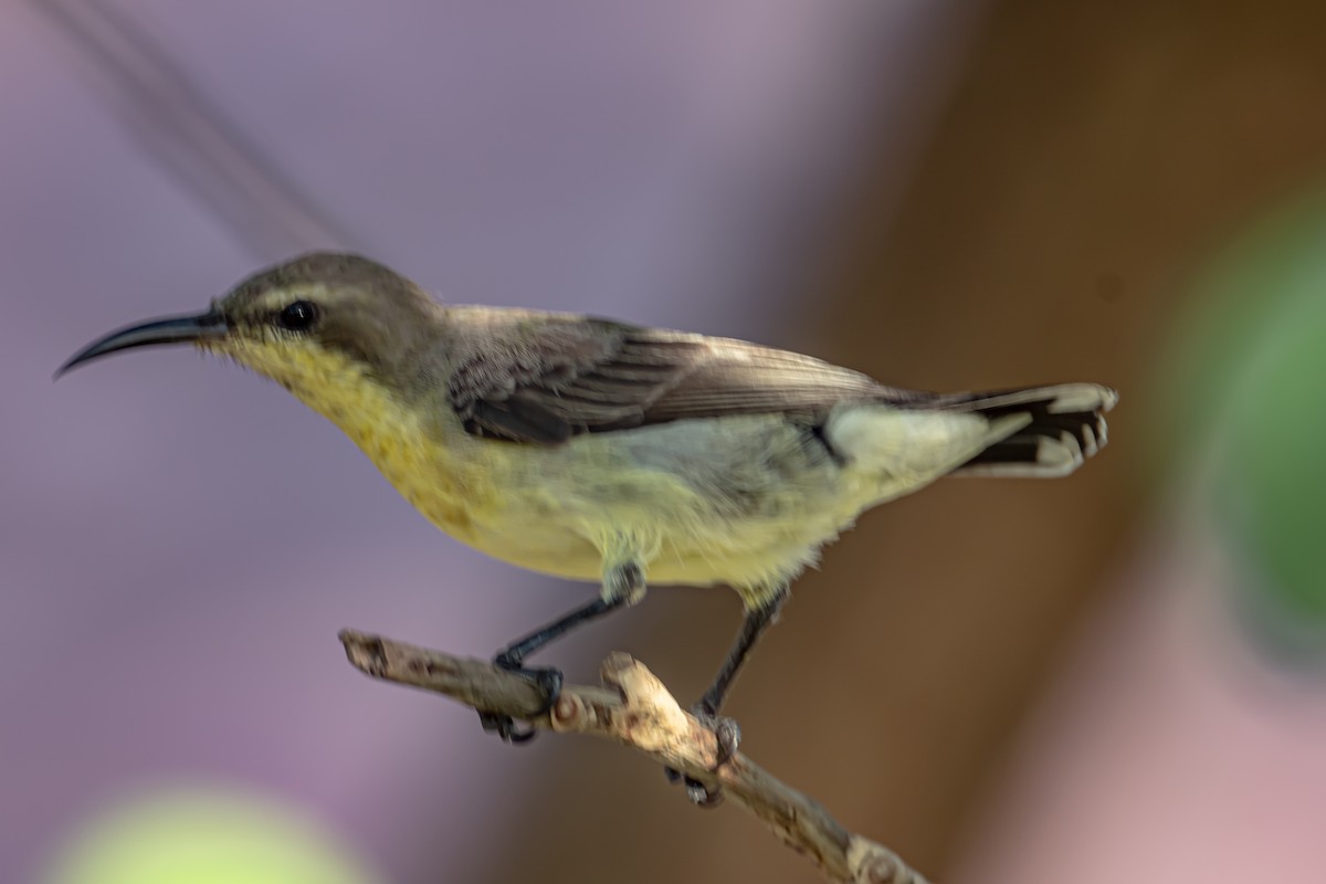 Purple Sunbird - ML646025129