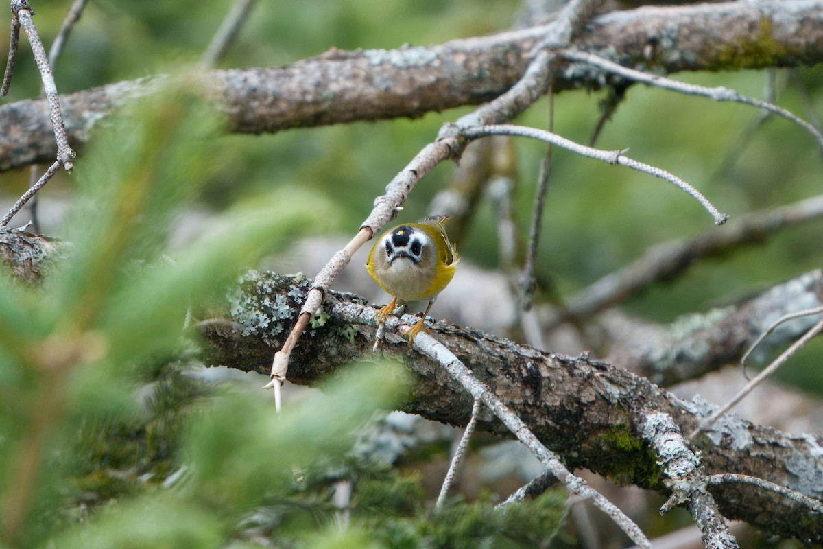 Flamecrest - ML646025130