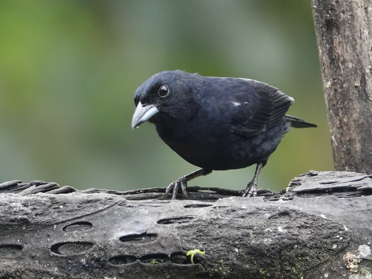 White-lined Tanager - ML646025136