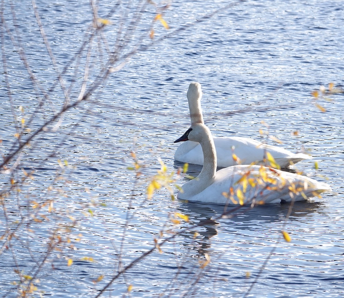 Trumpeter Swan - ML646025139