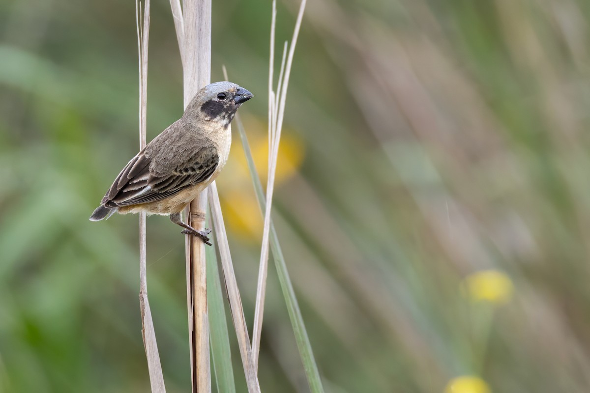Ibera Seedeater - ML646025140