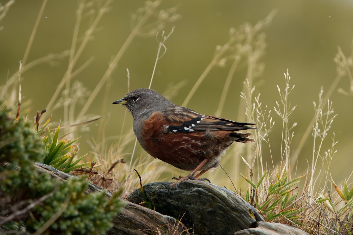 Alpine Accentor - ML646025142