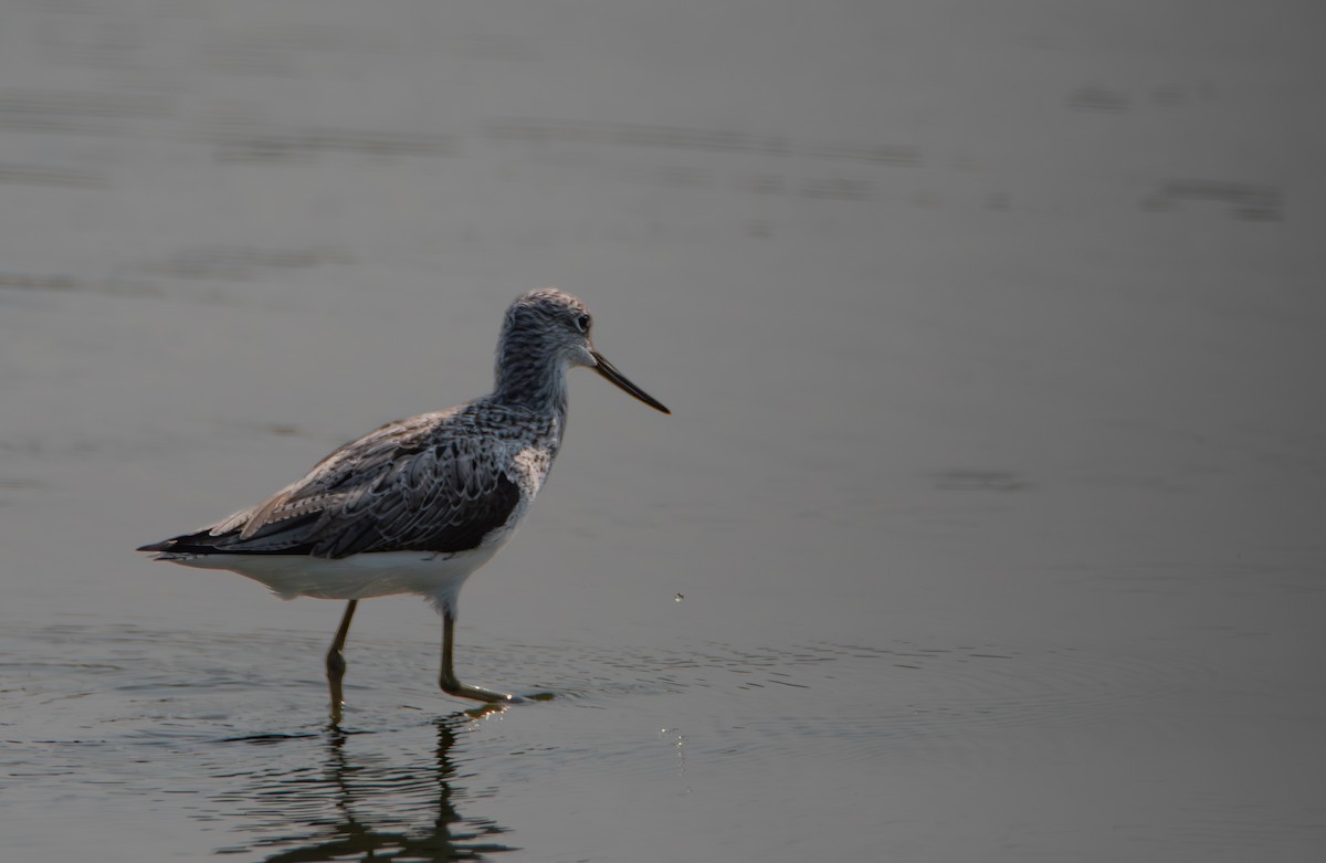 Common Greenshank - ML646025143