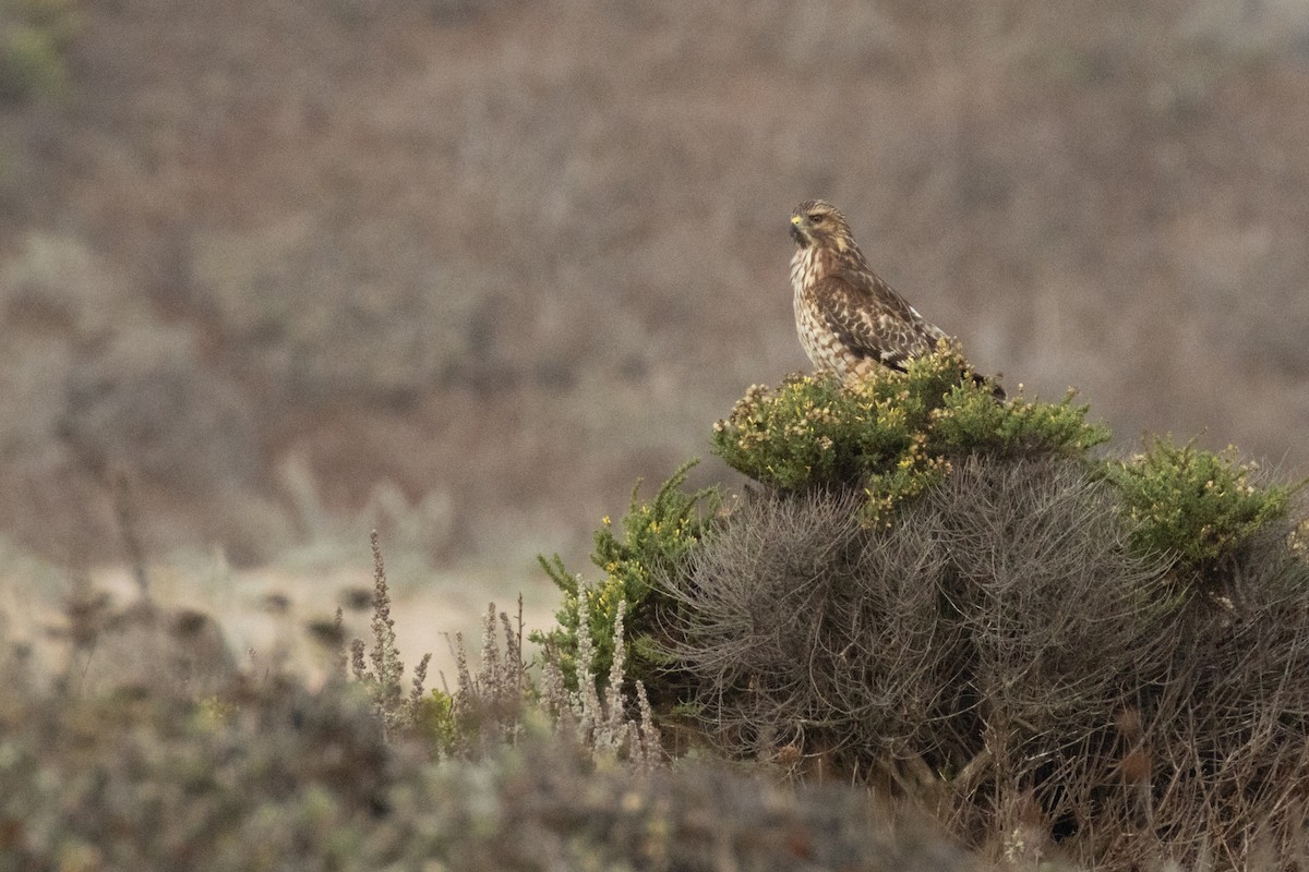Red-shouldered Hawk - ML646025146