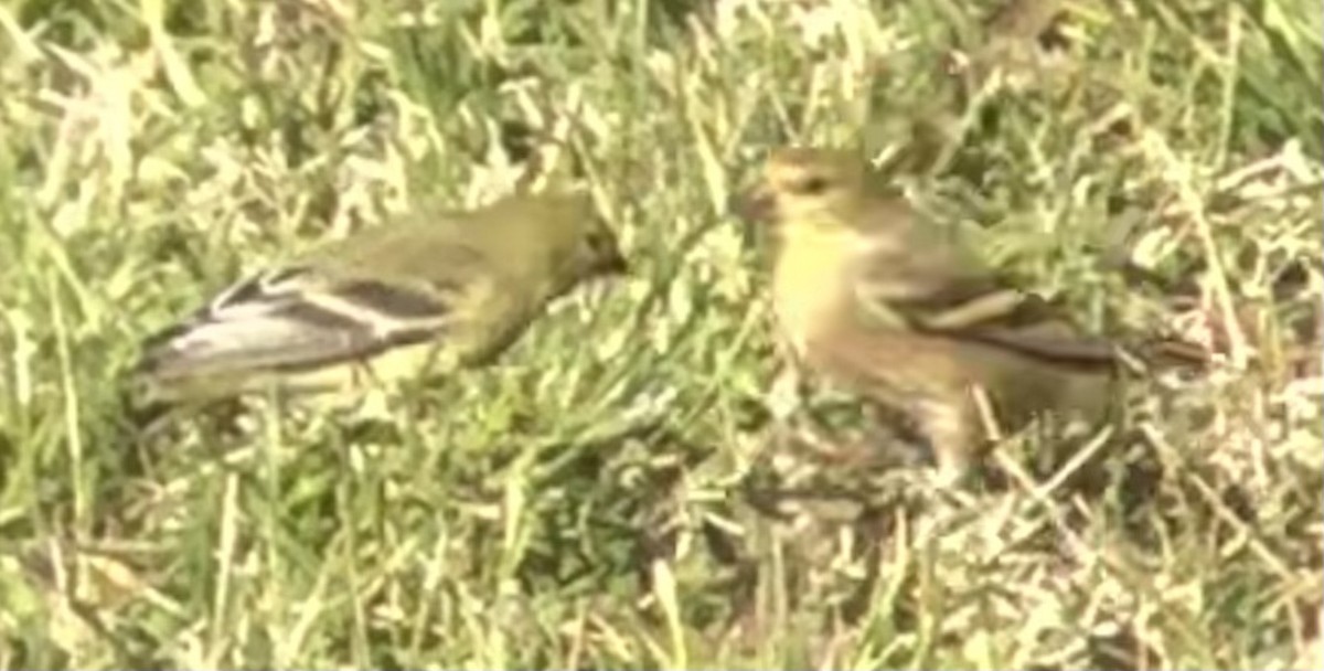 Altın İskete - ML646025149