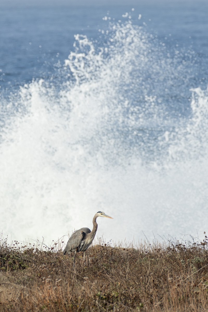 Great Blue Heron - ML646025150