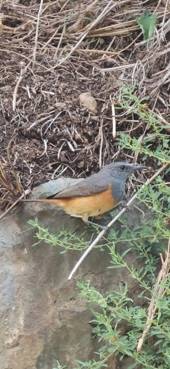 Little Rock-Thrush - ML646025153