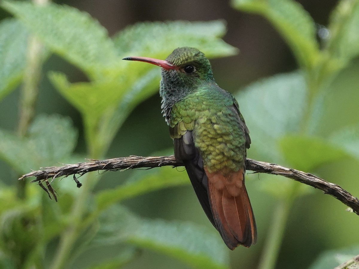 Rufous-tailed Hummingbird - ML646025154