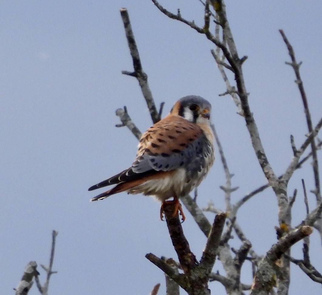American Kestrel - ML646025156