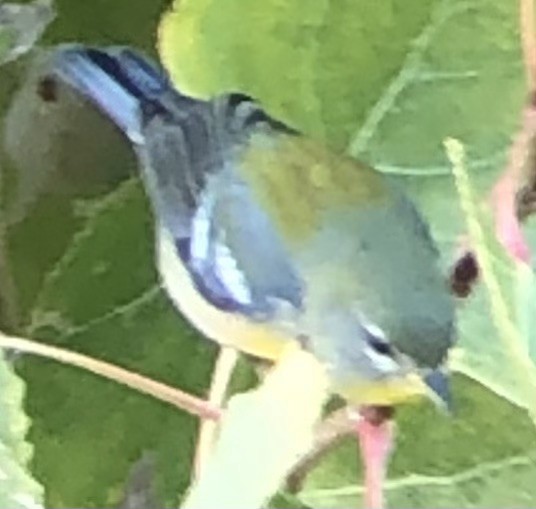 Northern Parula - ML646025158