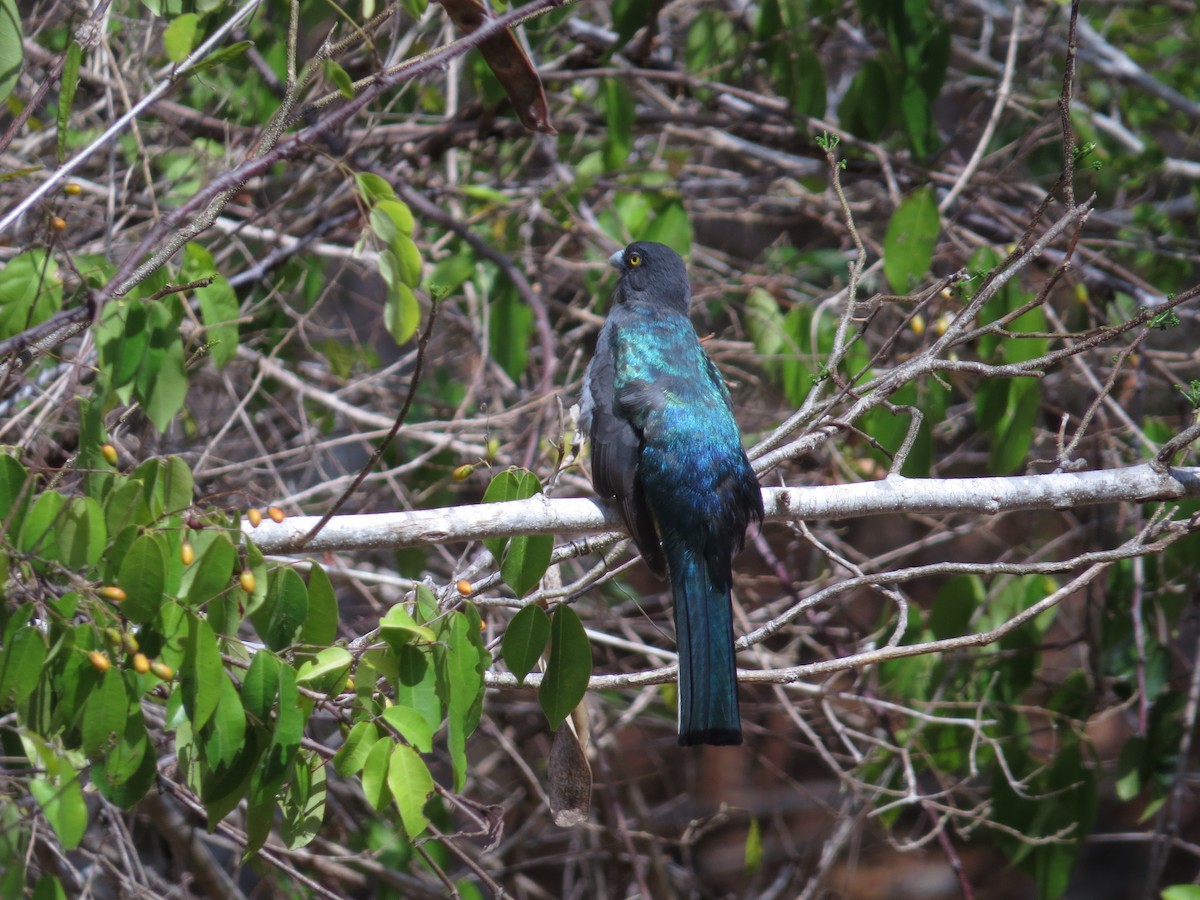 Citreoline Trogon - ML646025159