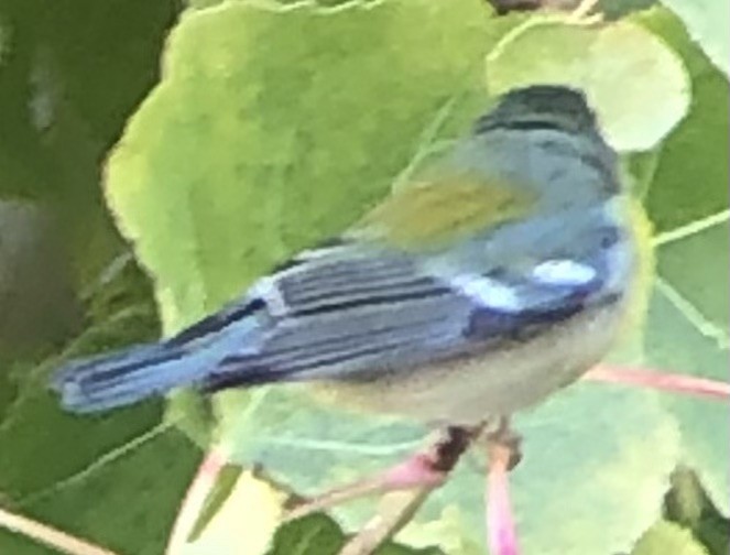 Northern Parula - ML646025160