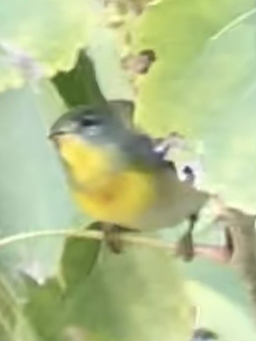Northern Parula - ML646025161