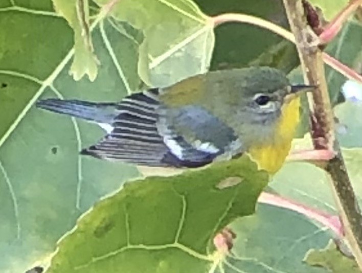 Northern Parula - ML646025163