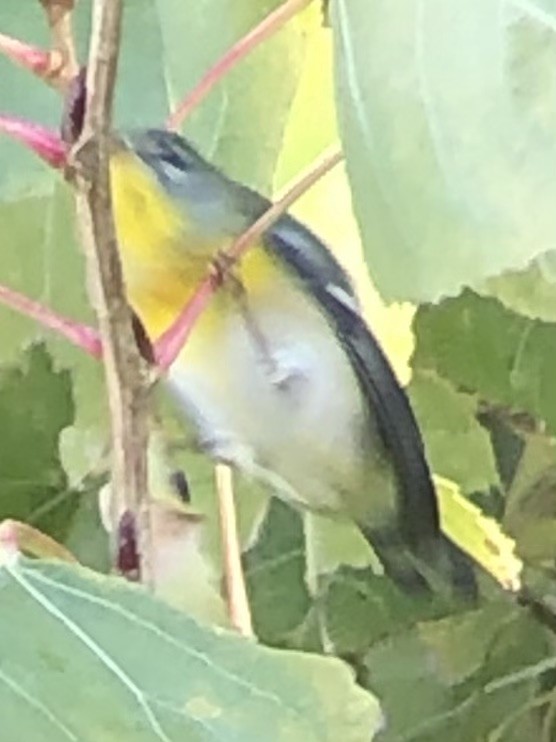 Northern Parula - ML646025164